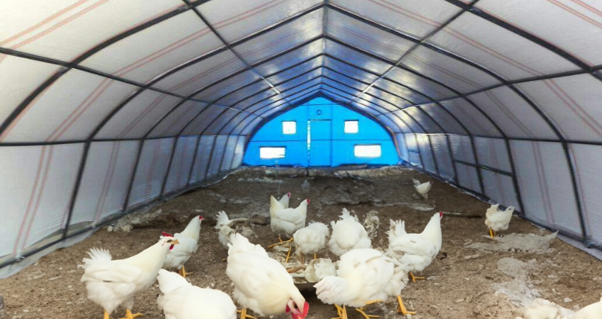Kümes Hayvanları için Çadır Çözümleri